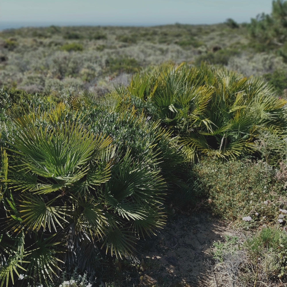 Basketry: Palm weaving with Atelier Balancê