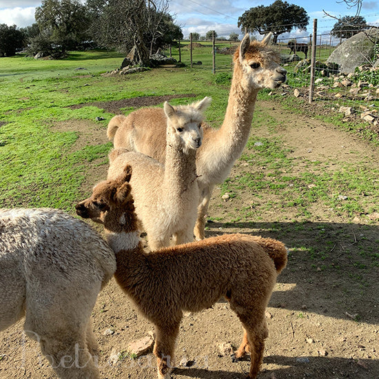 Aljorxe - Alpacas