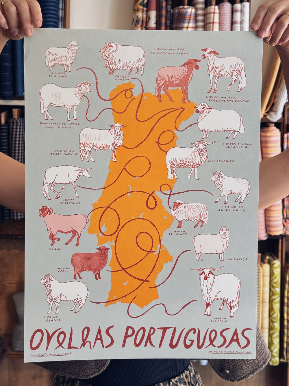 Portuguese native sheep breeds print by Rosa Pomar, illustrated by Mariana Margarida Malhão