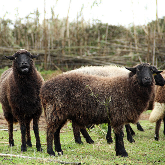 ovelhas de são miguel, açores