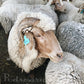 Aljorxe - Saloia sheep